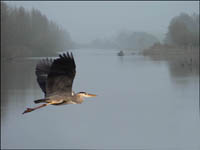 Zirrik - Reiger boven water van de Zouwe-boezem